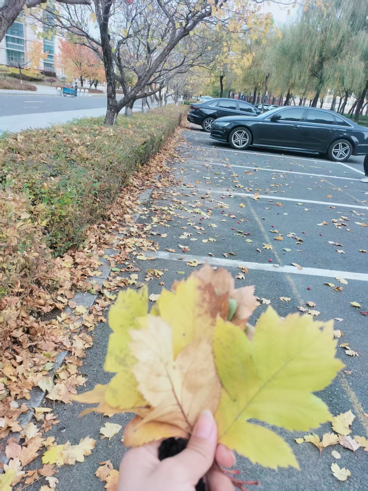 当秋意漫过吉医的每一寸角落 - 易班优课